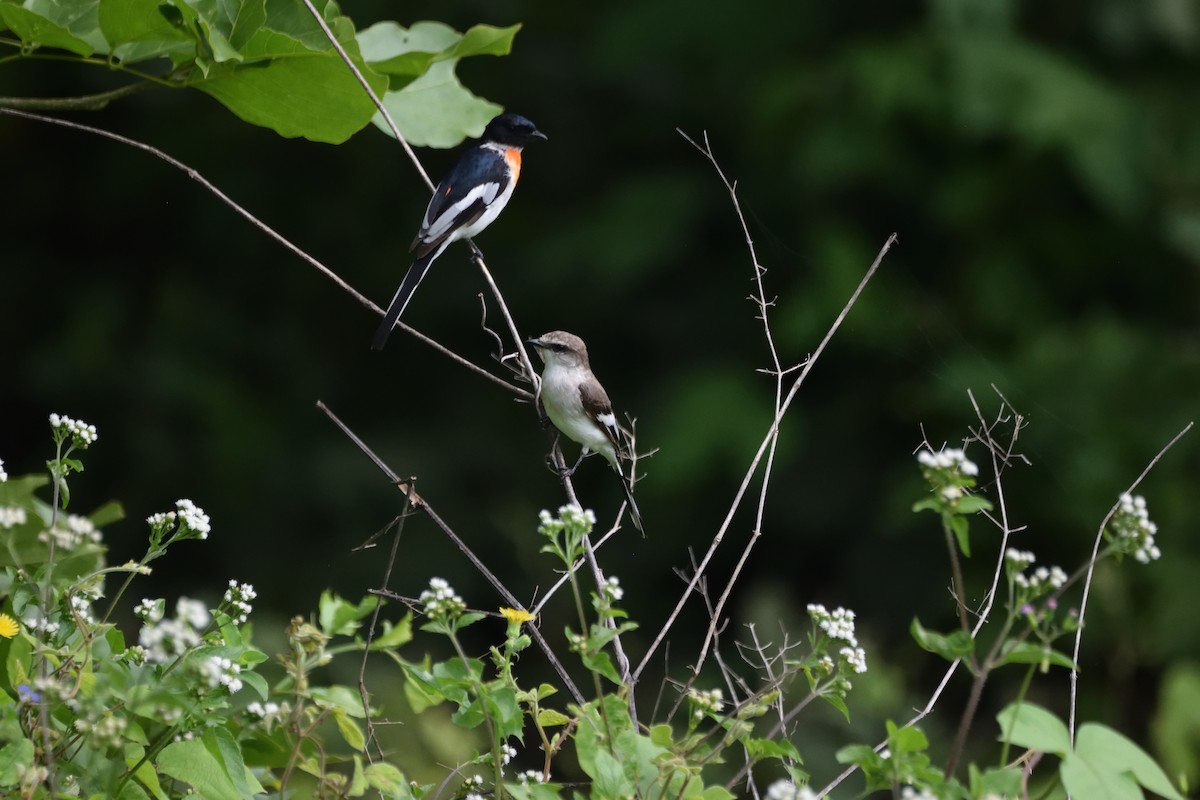 Minivet Ventriblanco - ML647451743