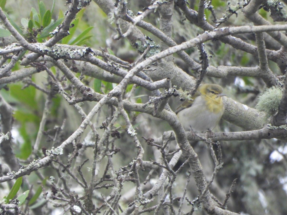 Tennesse Ötleğeni - ML647451744