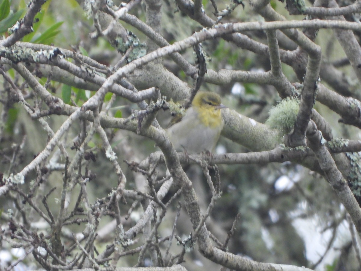 Tennesse Ötleğeni - ML647451745