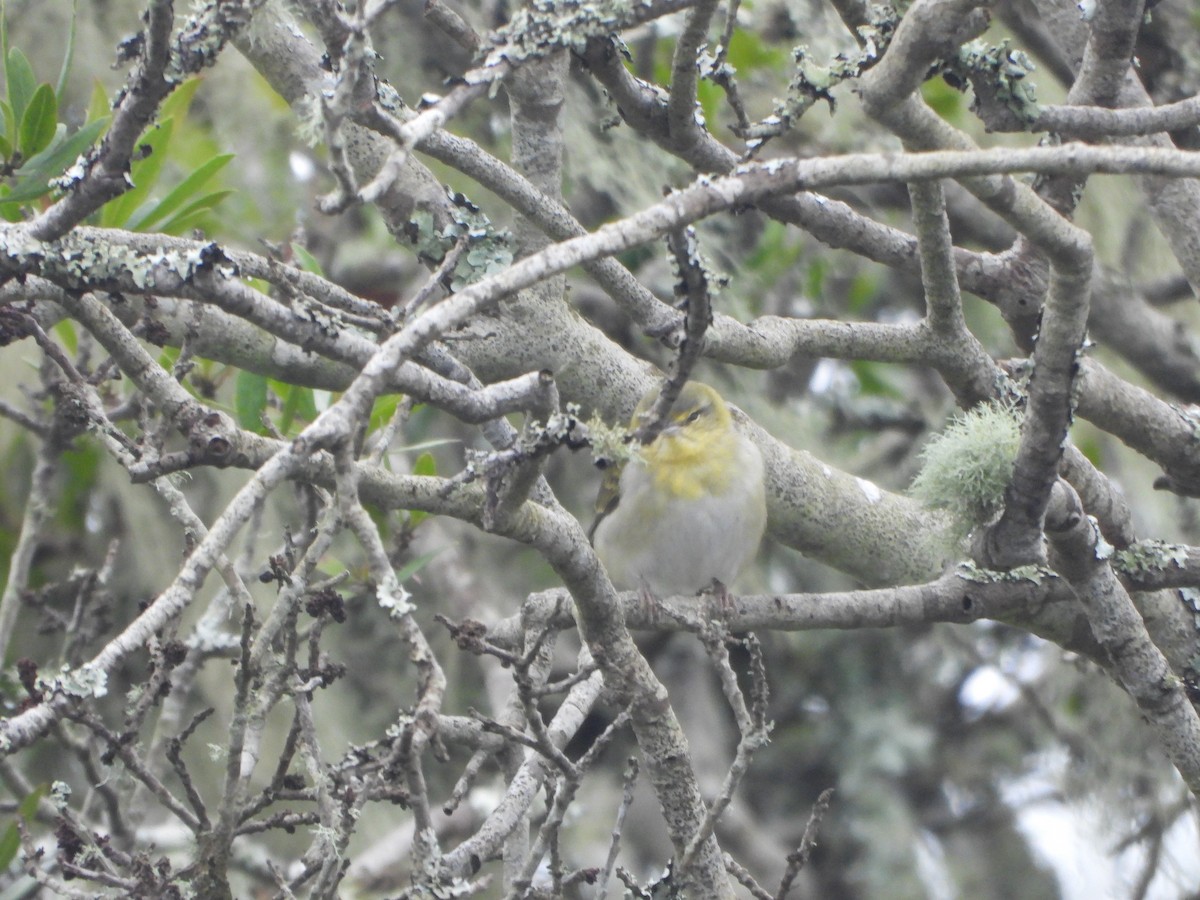 Tennesse Ötleğeni - ML647451746