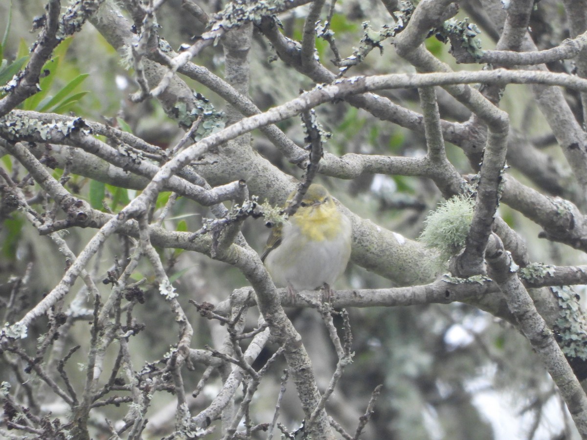 Tennesse Ötleğeni - ML647451747