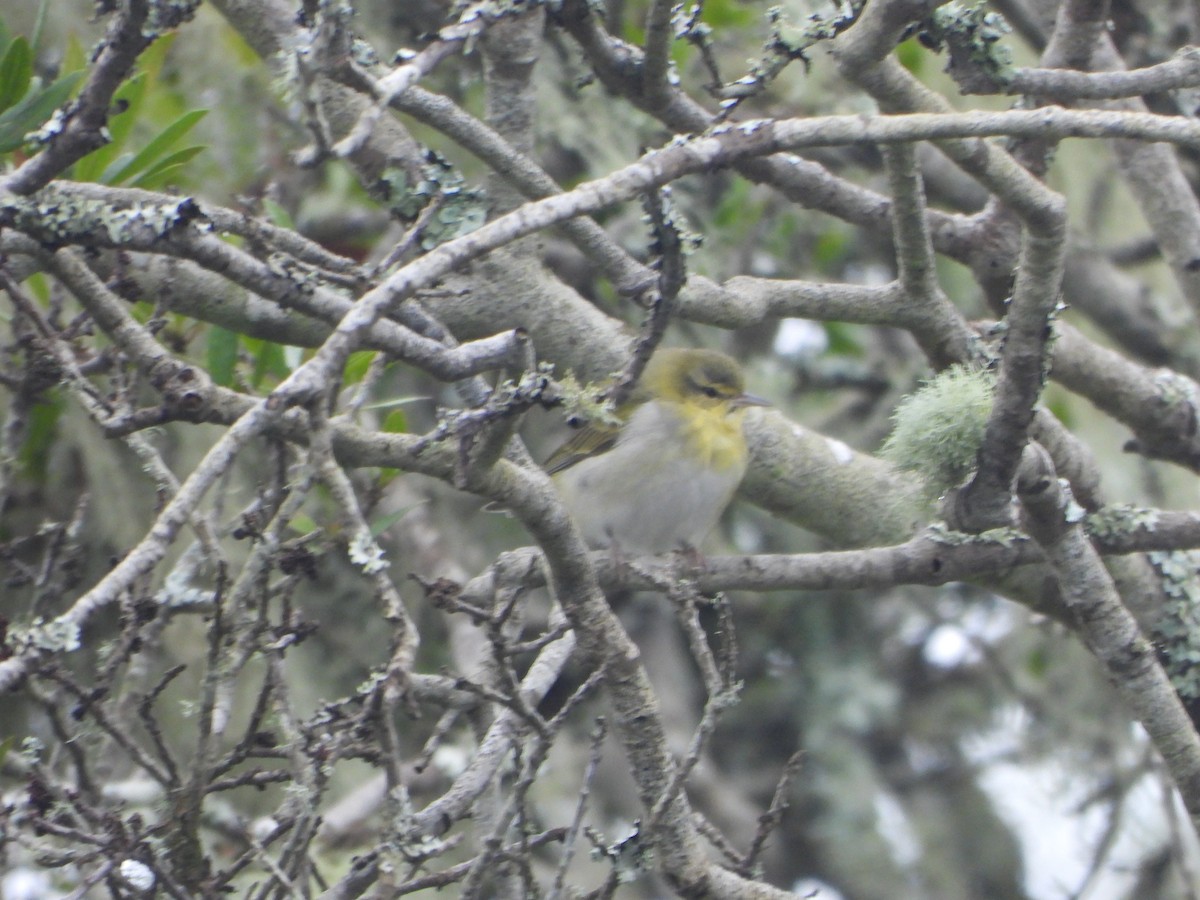 Tennesse Ötleğeni - ML647451748