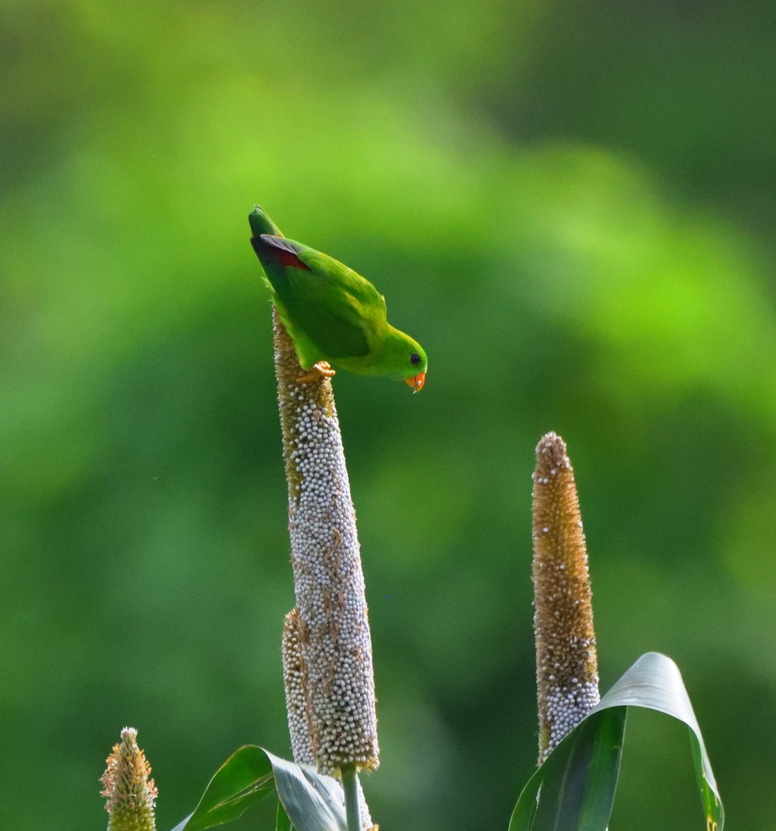 Lorículo Vernal - ML647451765