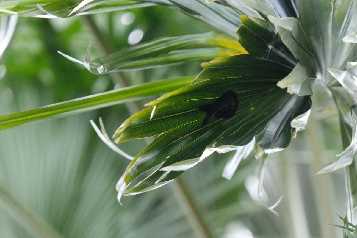 Bengalensegler - ML647451778