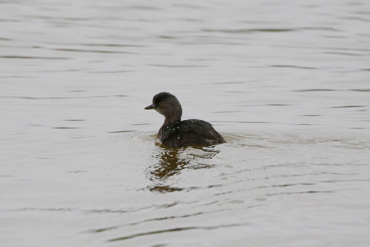 Least Grebe - ML647451790