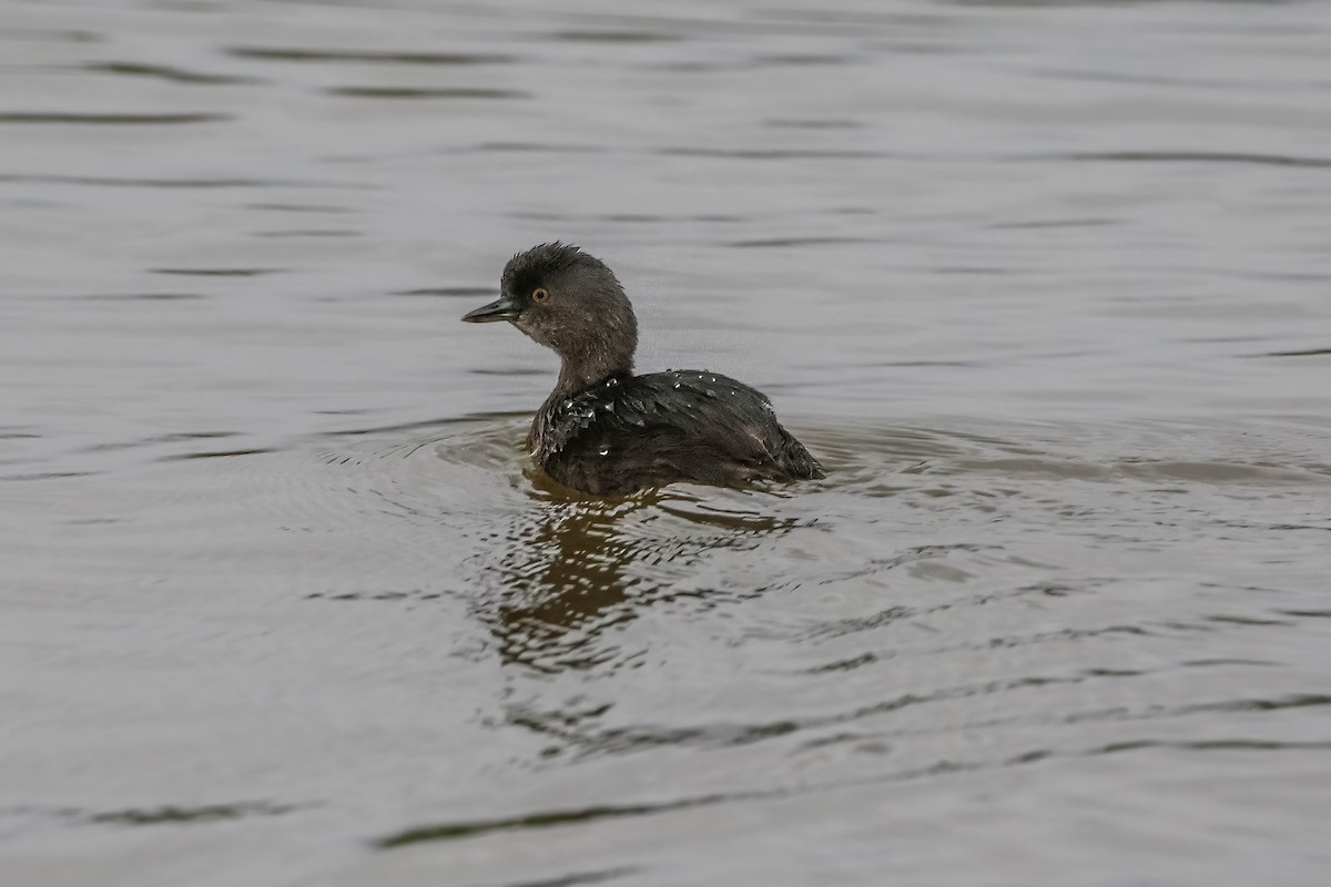 Least Grebe - ML647451791