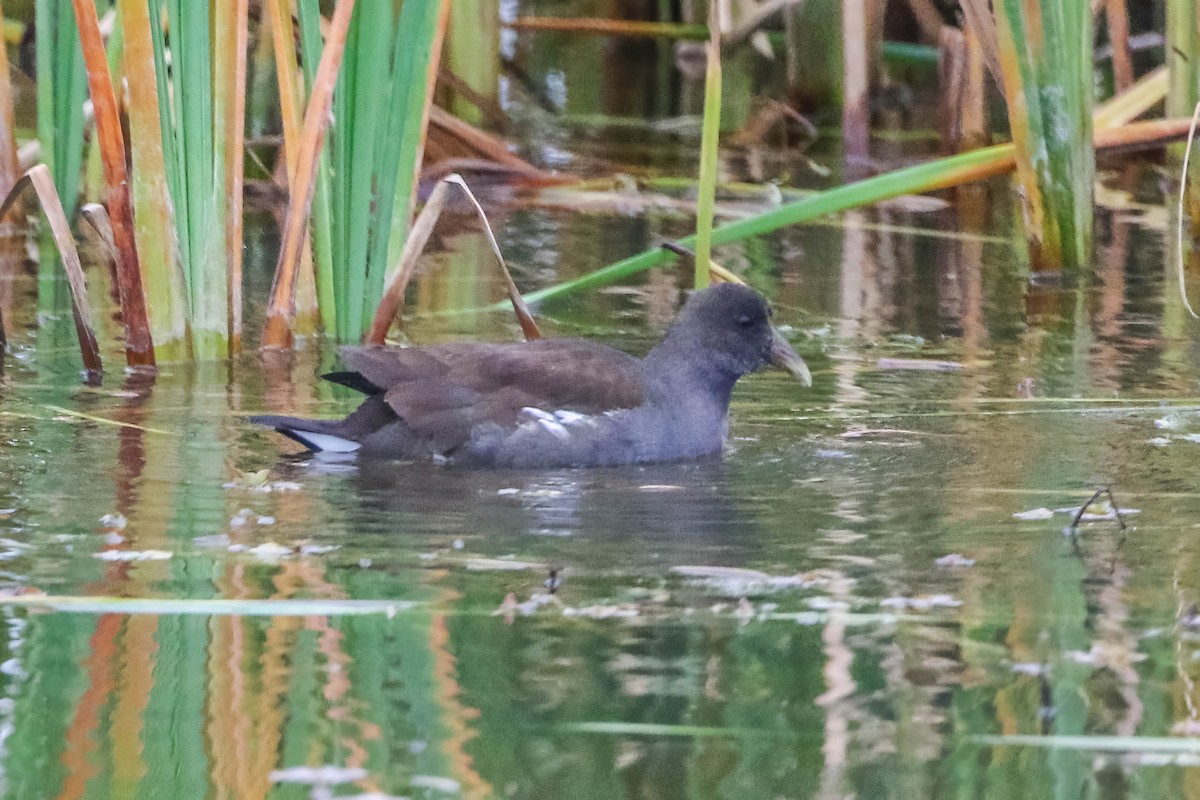 Курочка латиноамериканська - ML647451799