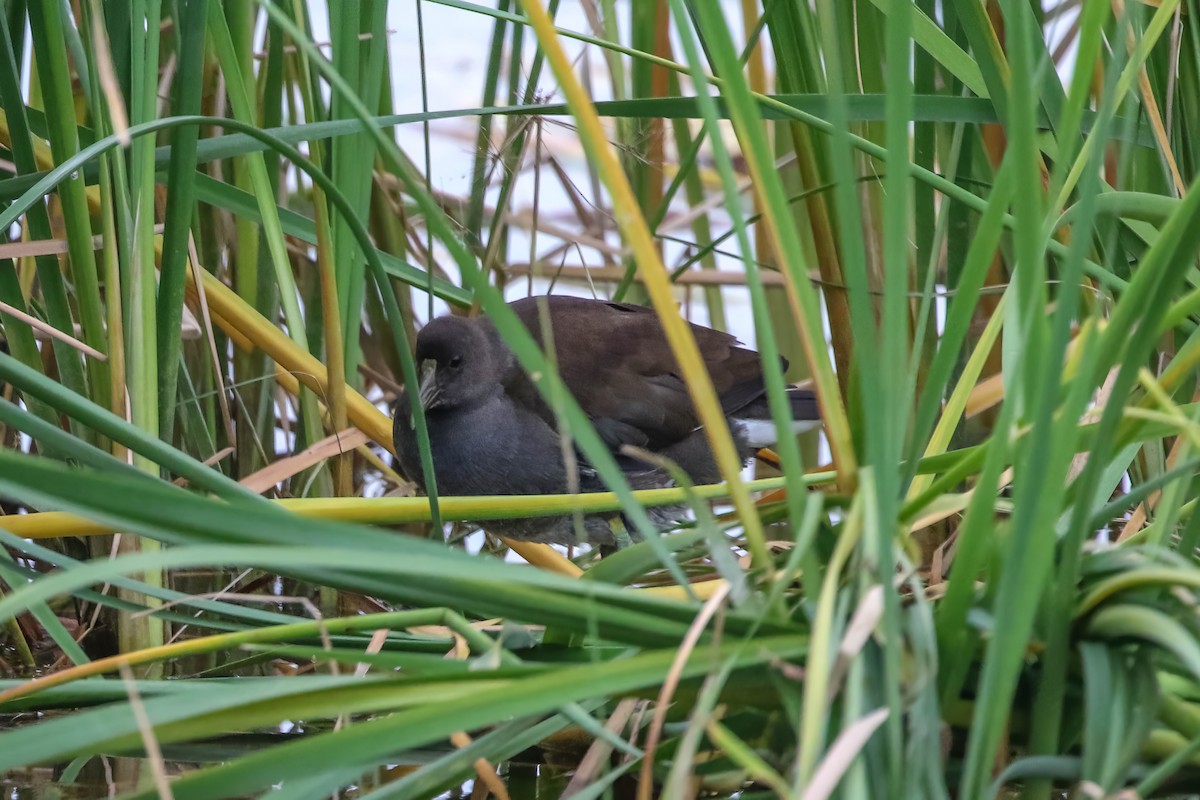 Курочка латиноамериканська - ML647451812