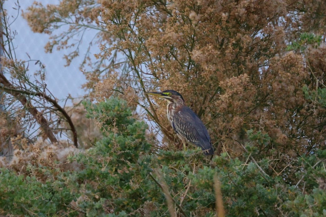 Héron vert - ML647451819