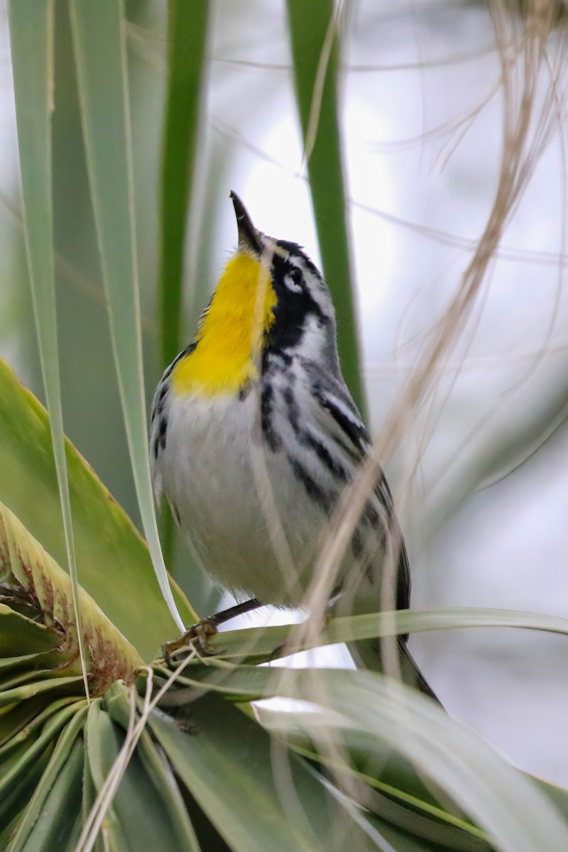 Paruline à gorge jaune - ML647451837