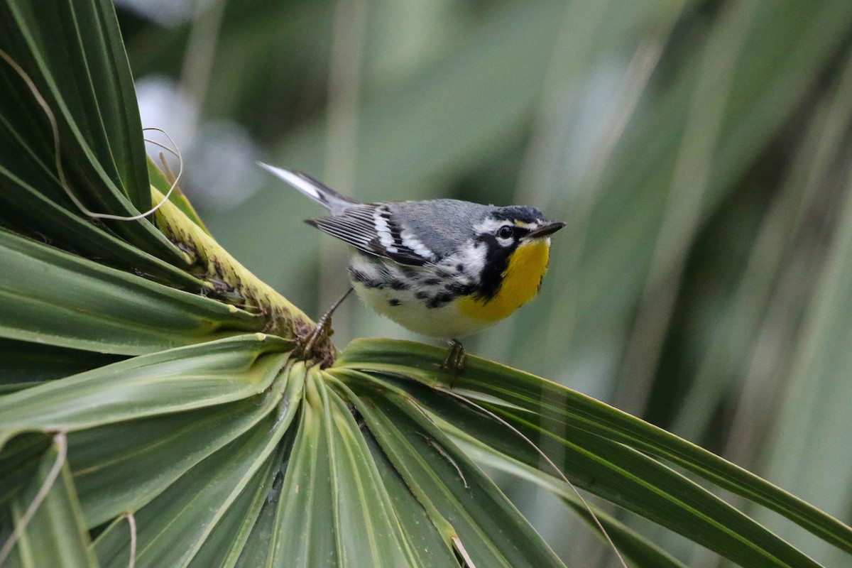 Paruline à gorge jaune - ML647451847