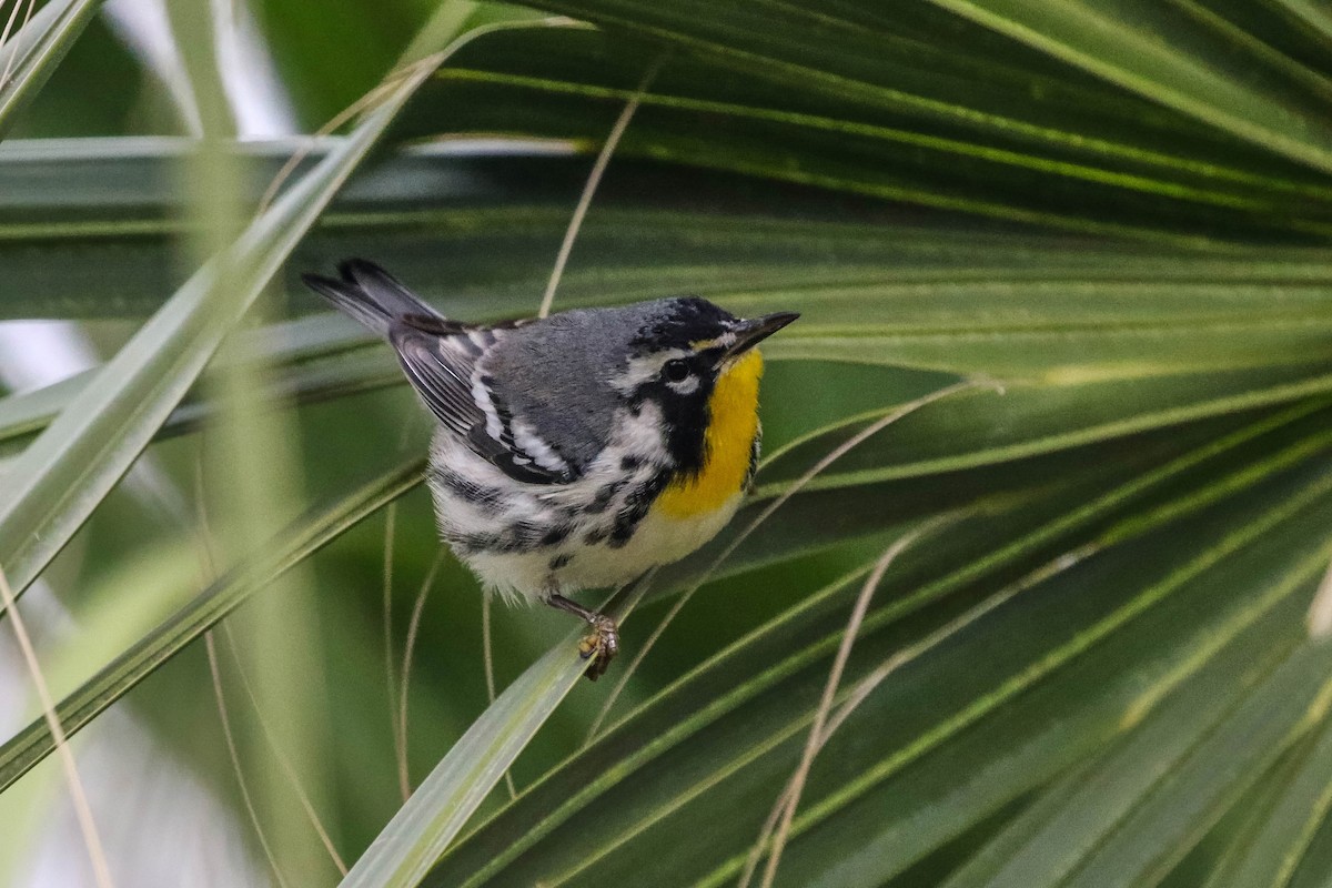 Paruline à gorge jaune - ML647451848