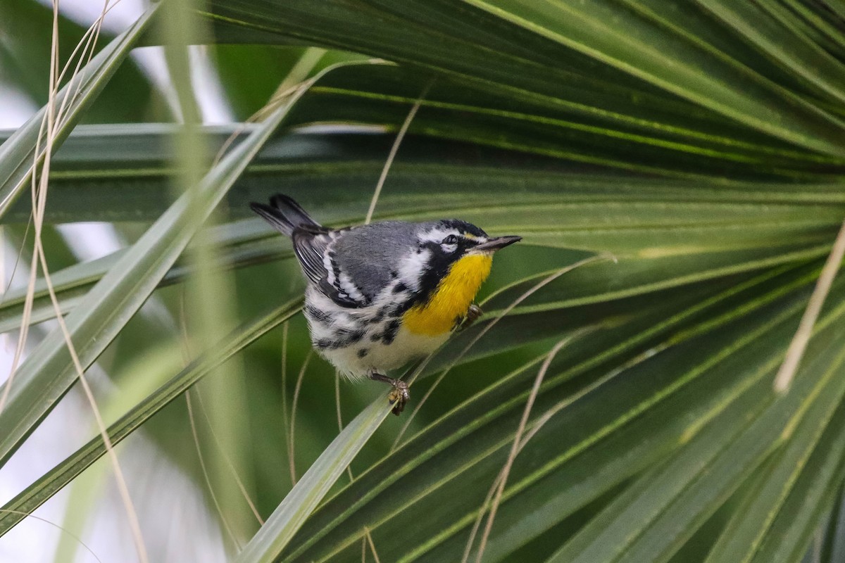 Paruline à gorge jaune - ML647451850