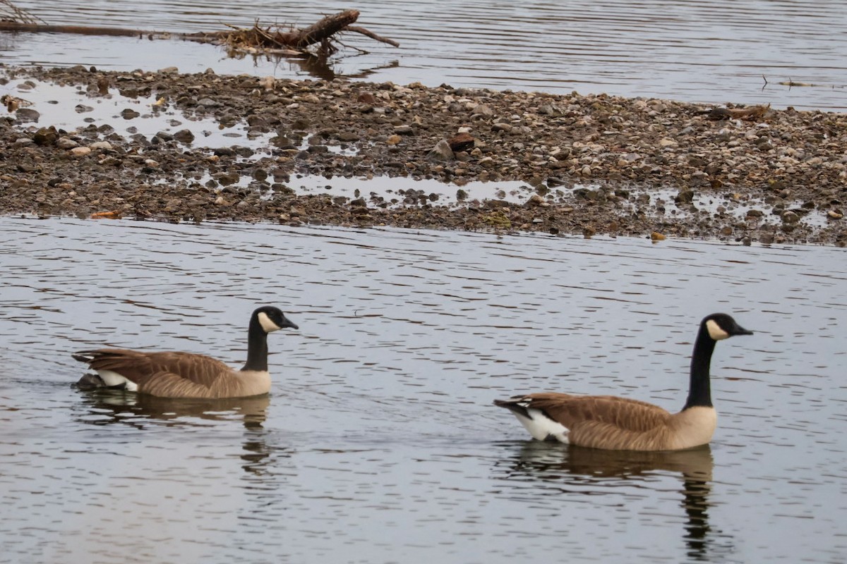 Bernache du Canada - ML647451853