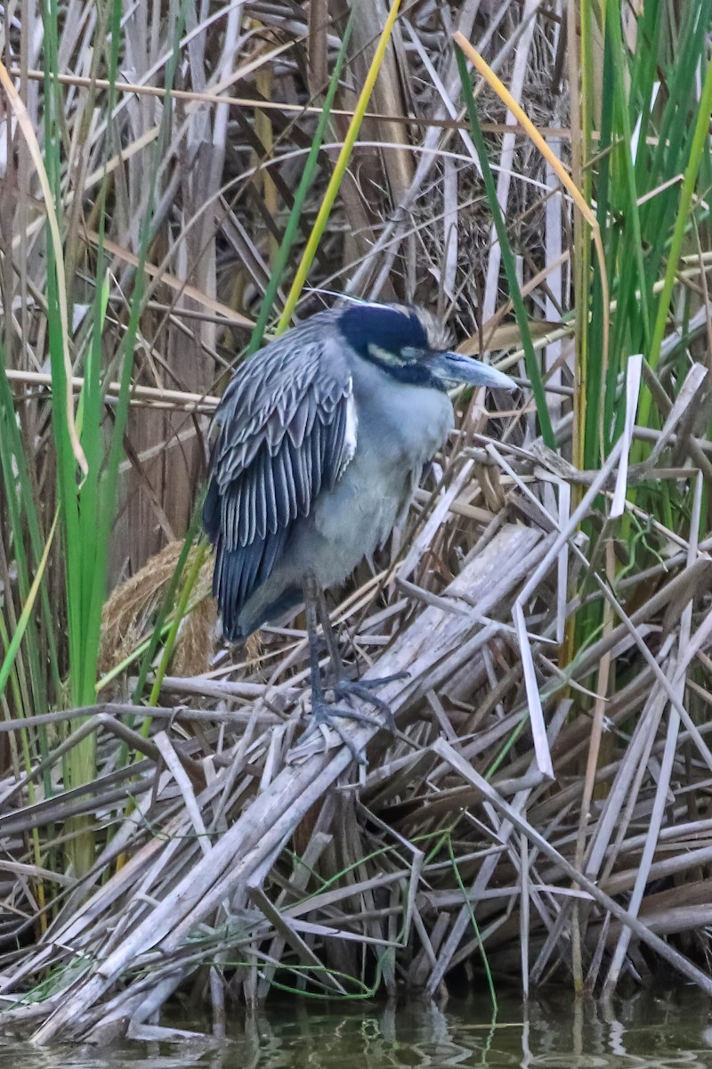 Yellow-crowned Night Heron - ML647451856