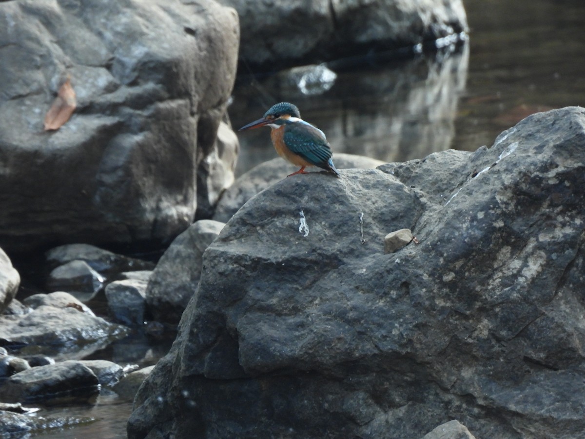 Common Kingfisher - ML647451857
