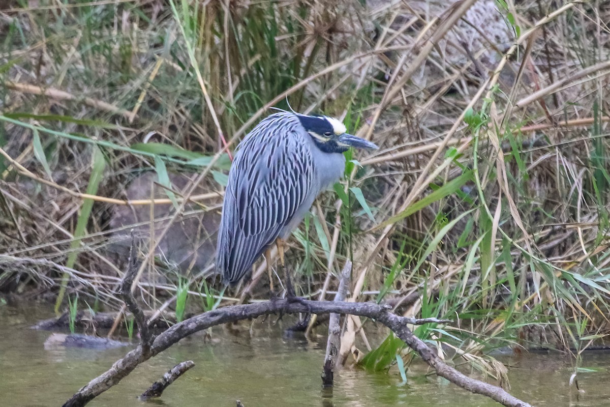 Yellow-crowned Night Heron - ML647451858