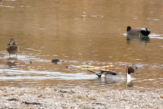 Canard pilet - ML647451859