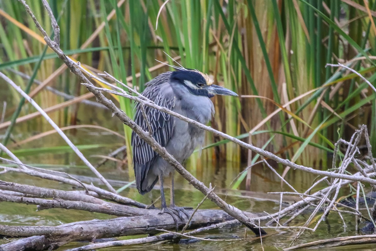 Yellow-crowned Night Heron - ML647451861