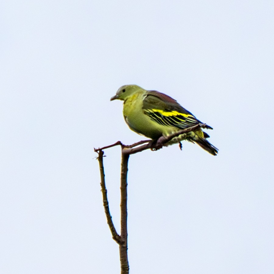 Вінаго андаманський - ML647451867