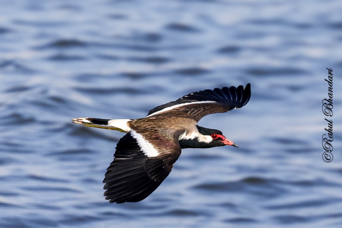 Red-wattled Lapwing - ML647451876