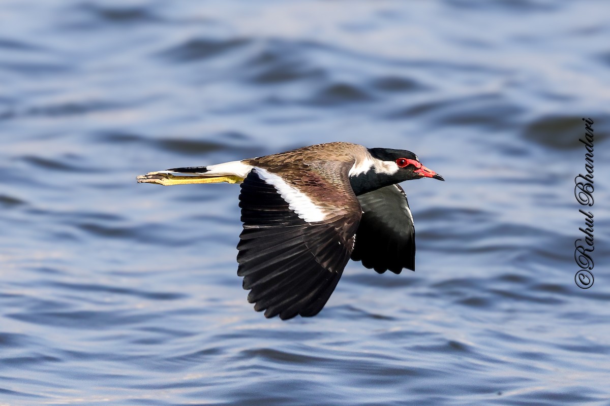 Red-wattled Lapwing - ML647451877