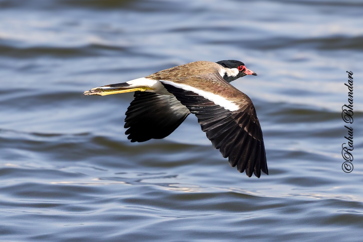 Red-wattled Lapwing - ML647451878
