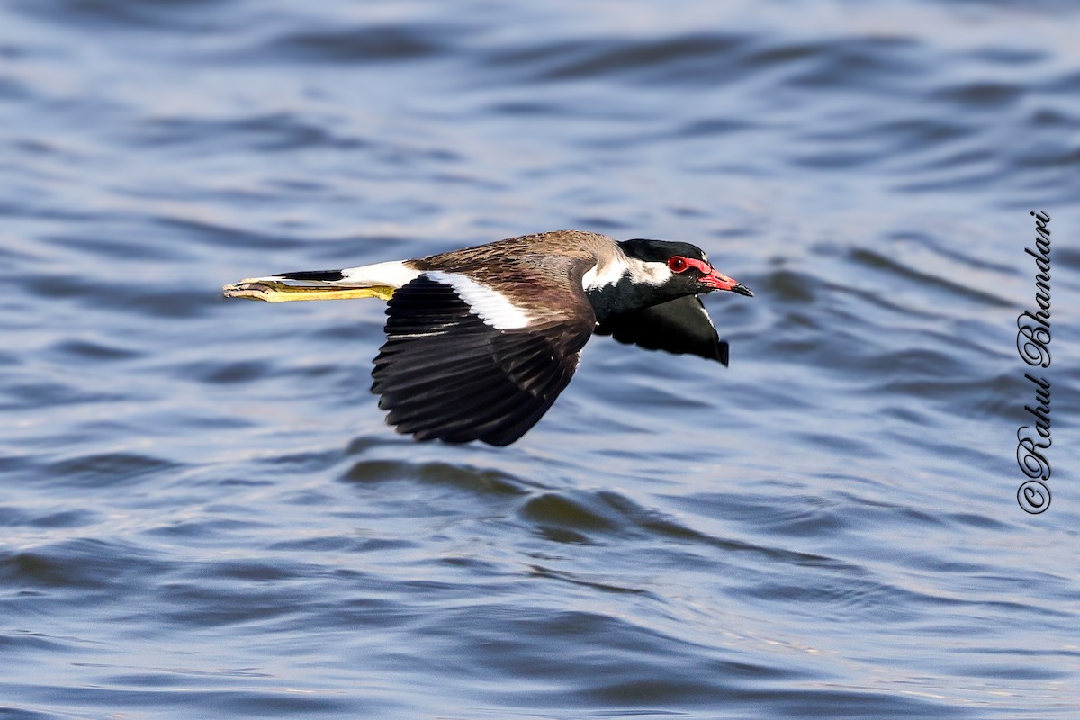 Red-wattled Lapwing - ML647451879