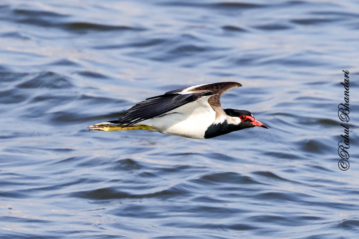 Red-wattled Lapwing - ML647451880