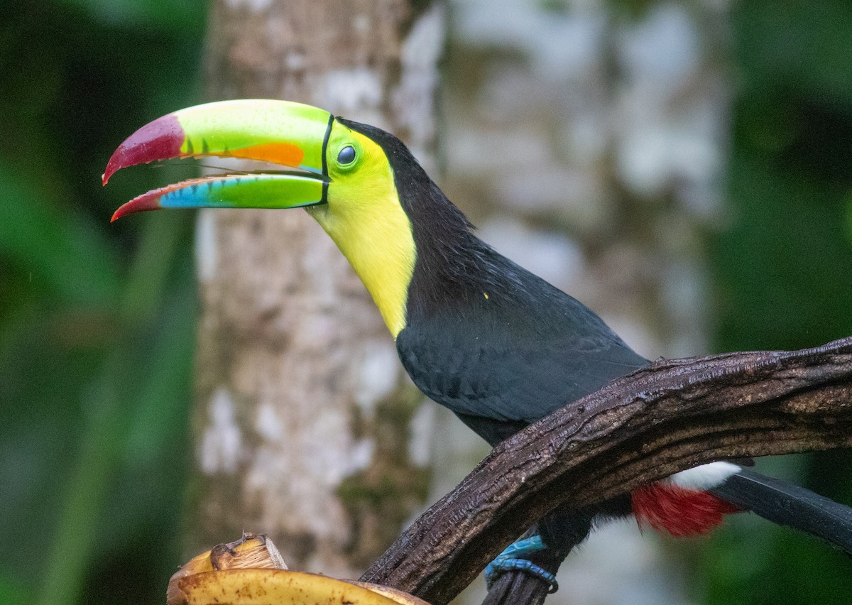 tukan středoamerický - ML647451906