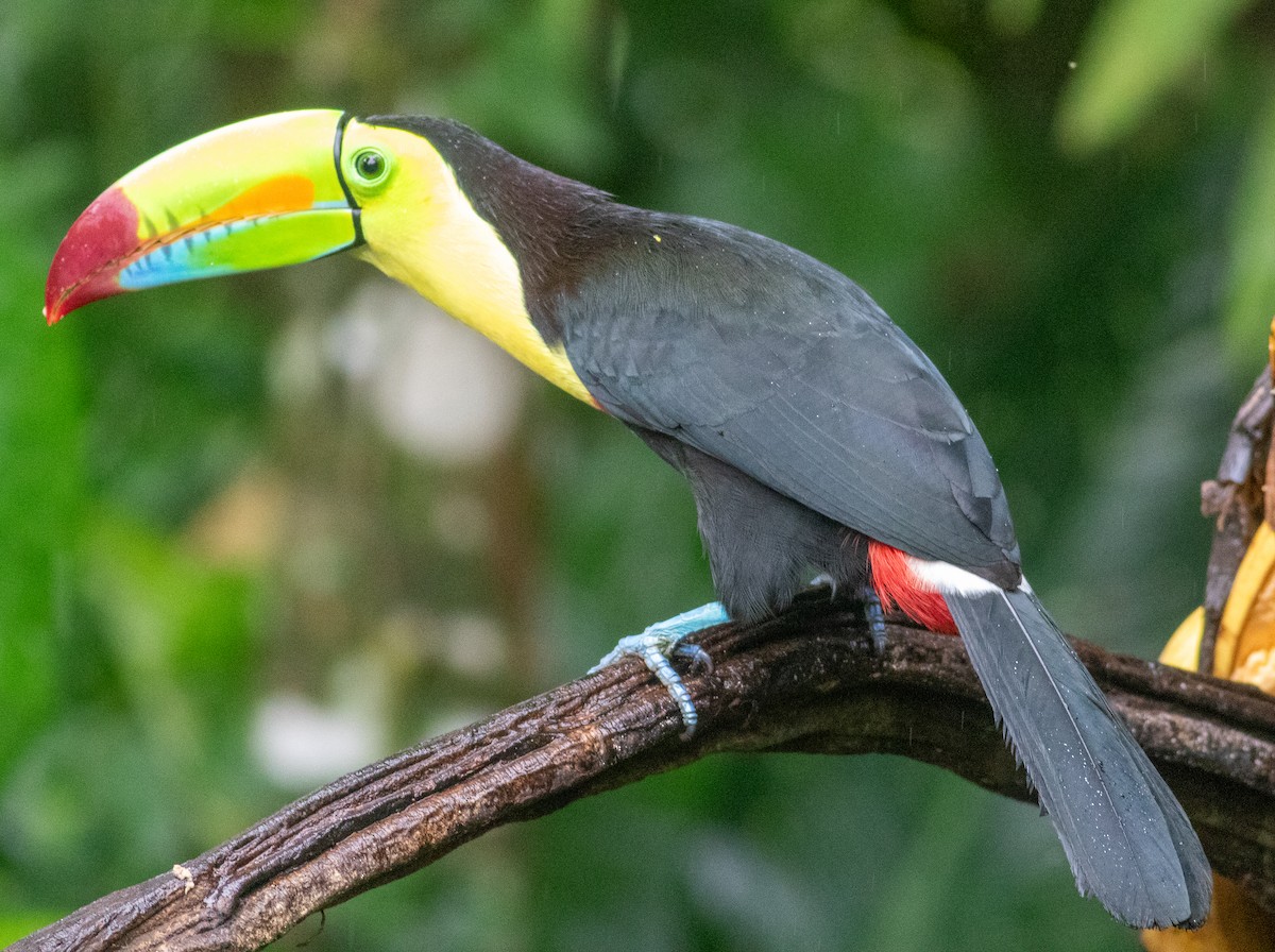 tukan středoamerický - ML647451907