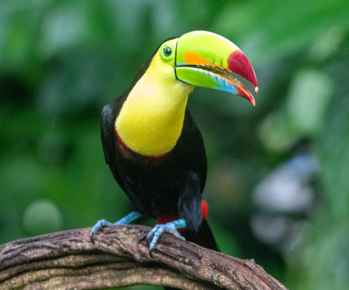 tukan středoamerický - ML647451909