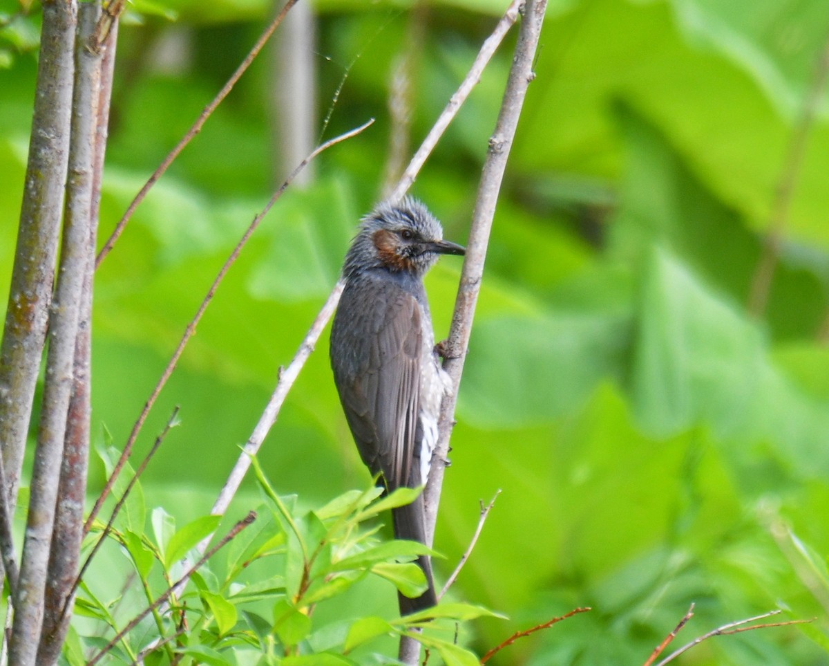 brunørebylbyl - ML647451919