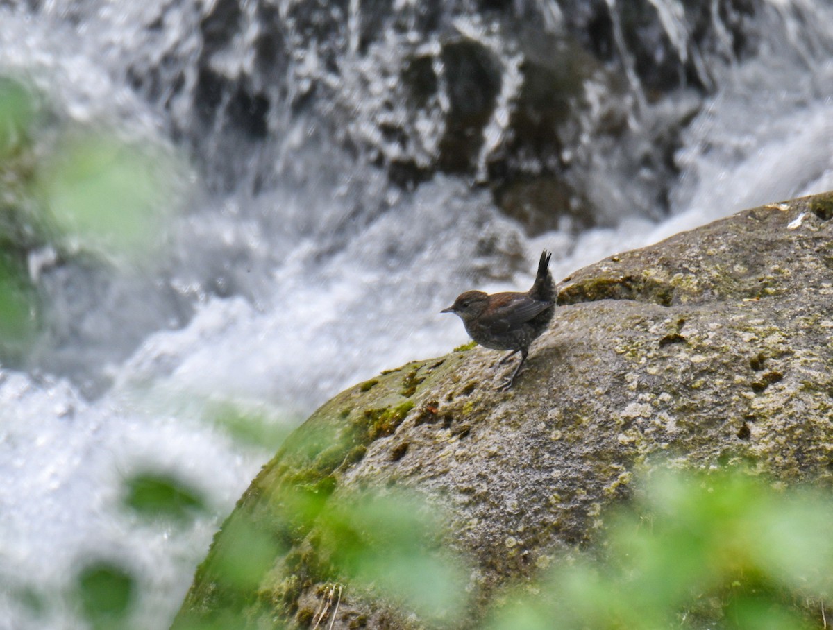 brunfossekall - ML647451920