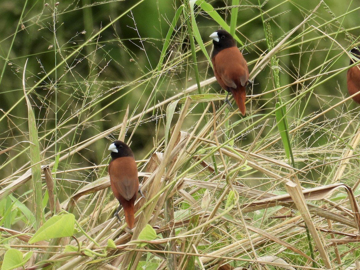 Capuchino Castaño - ML647451926