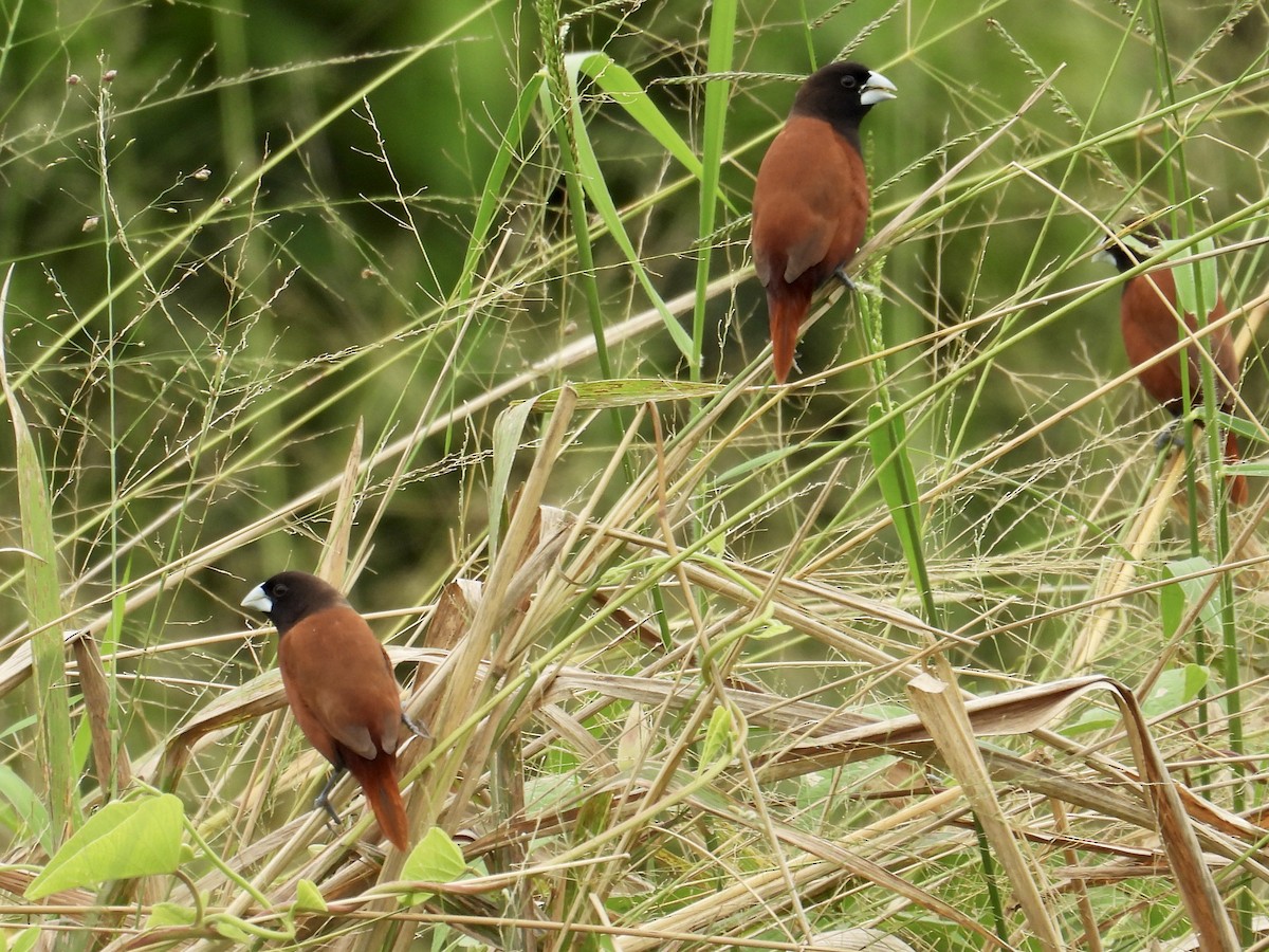 Capuchino Castaño - ML647451927