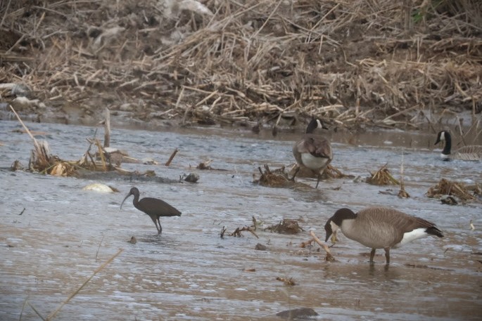 Ibis à face blanche - ML647451939