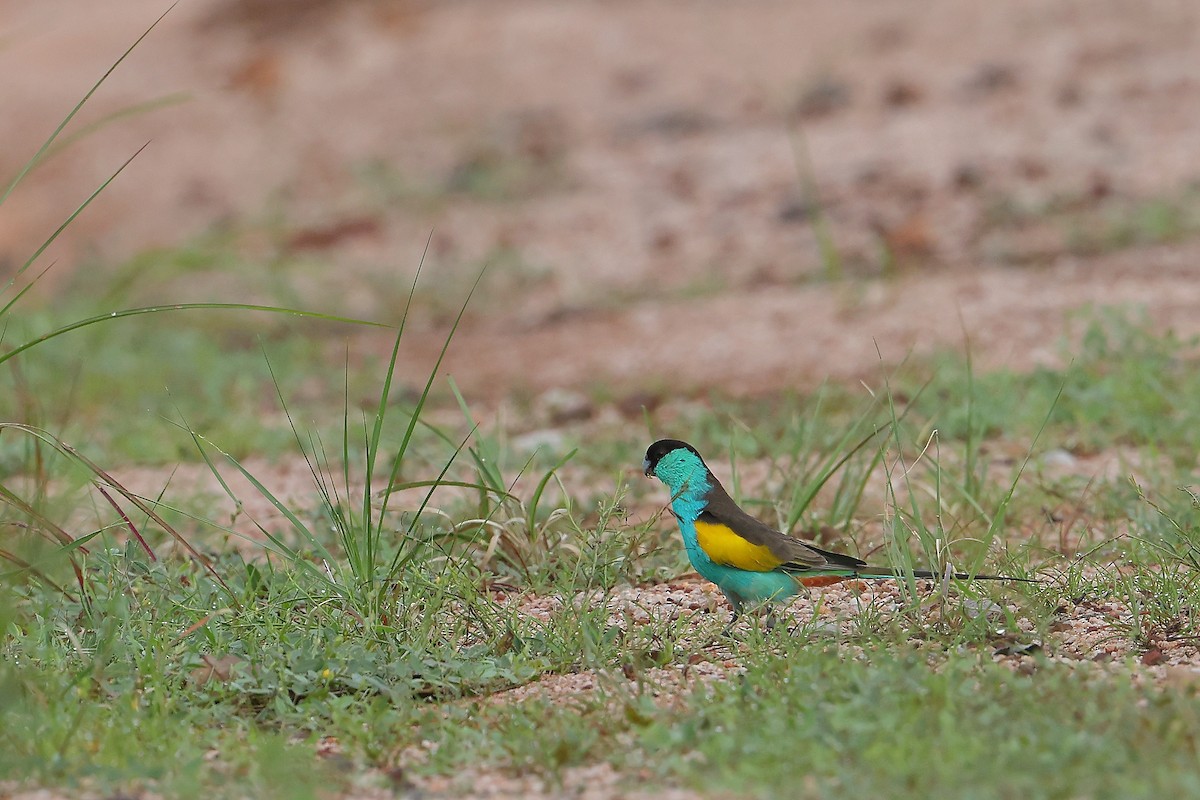 Hooded Parrot - ML647451953