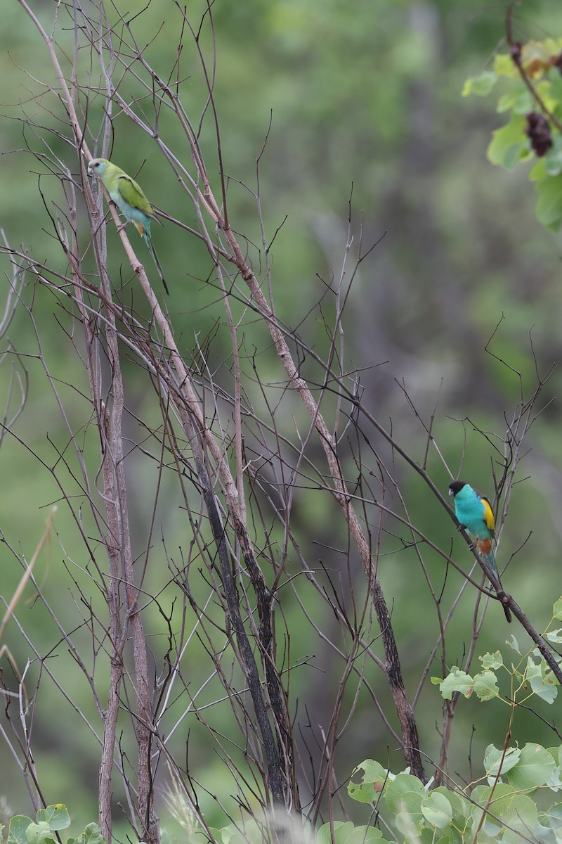 Hooded Parrot - ML647451954