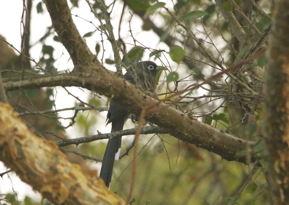 Синеглазая малкоа - ML647451958