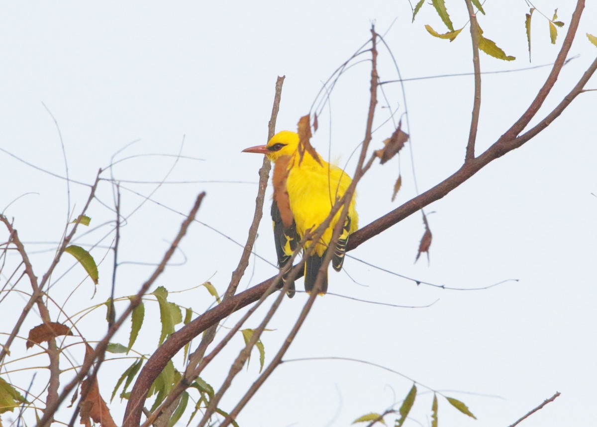 Вивільга індійська - ML647451972