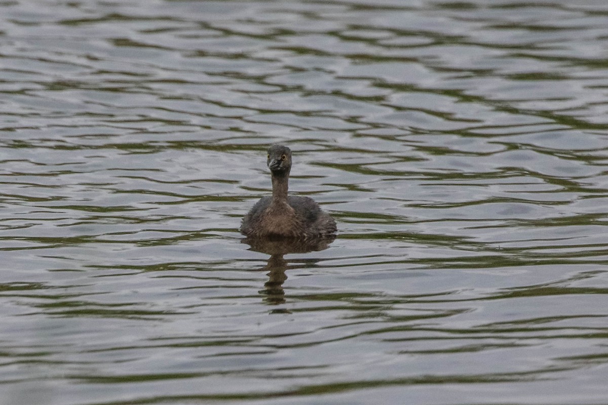 Least Grebe - ML647451974