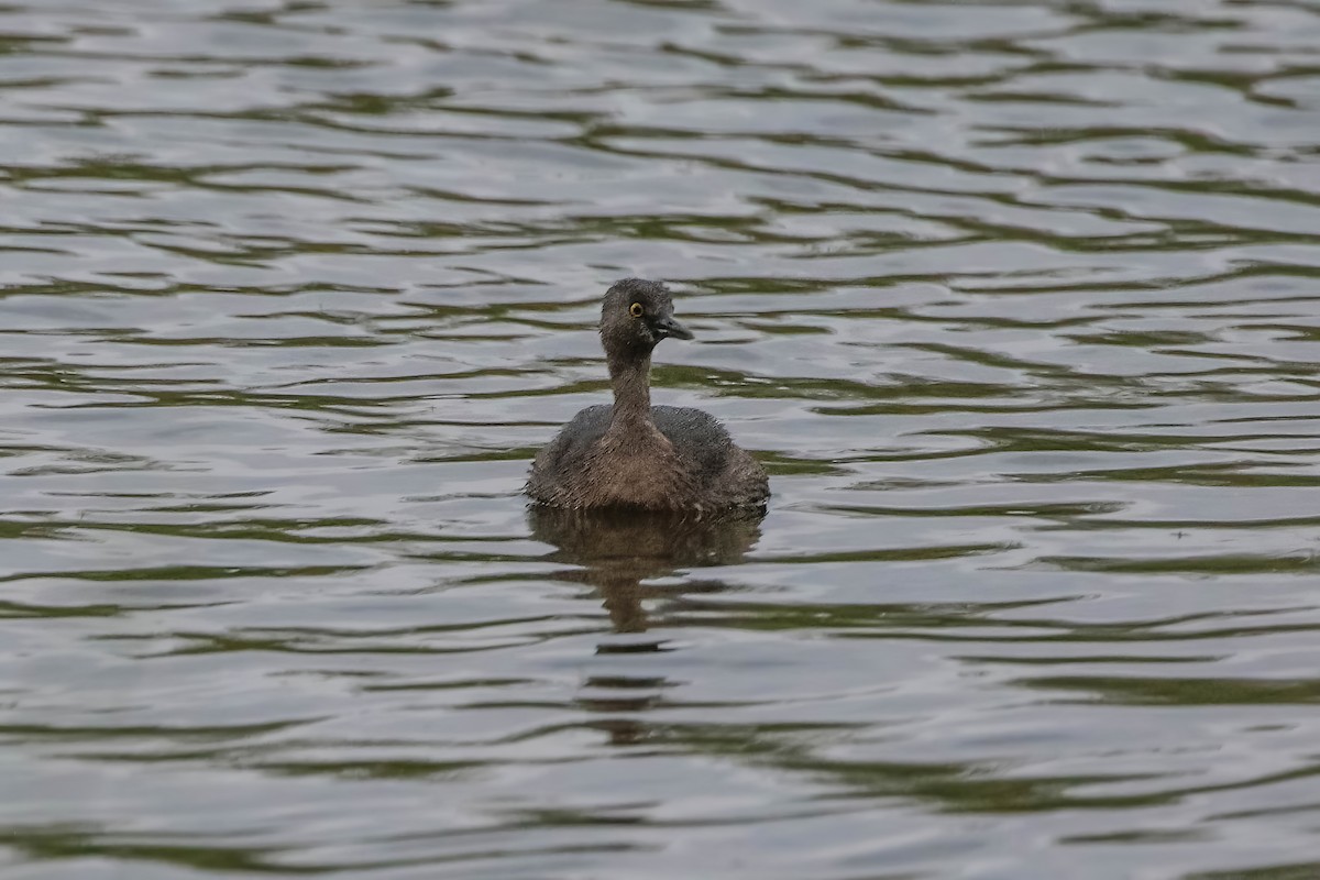 Least Grebe - ML647451987