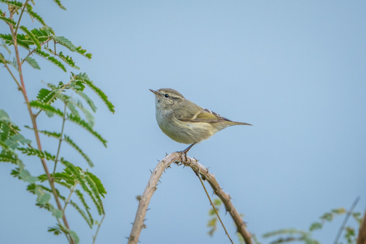 Hume's Warbler - ML647451990