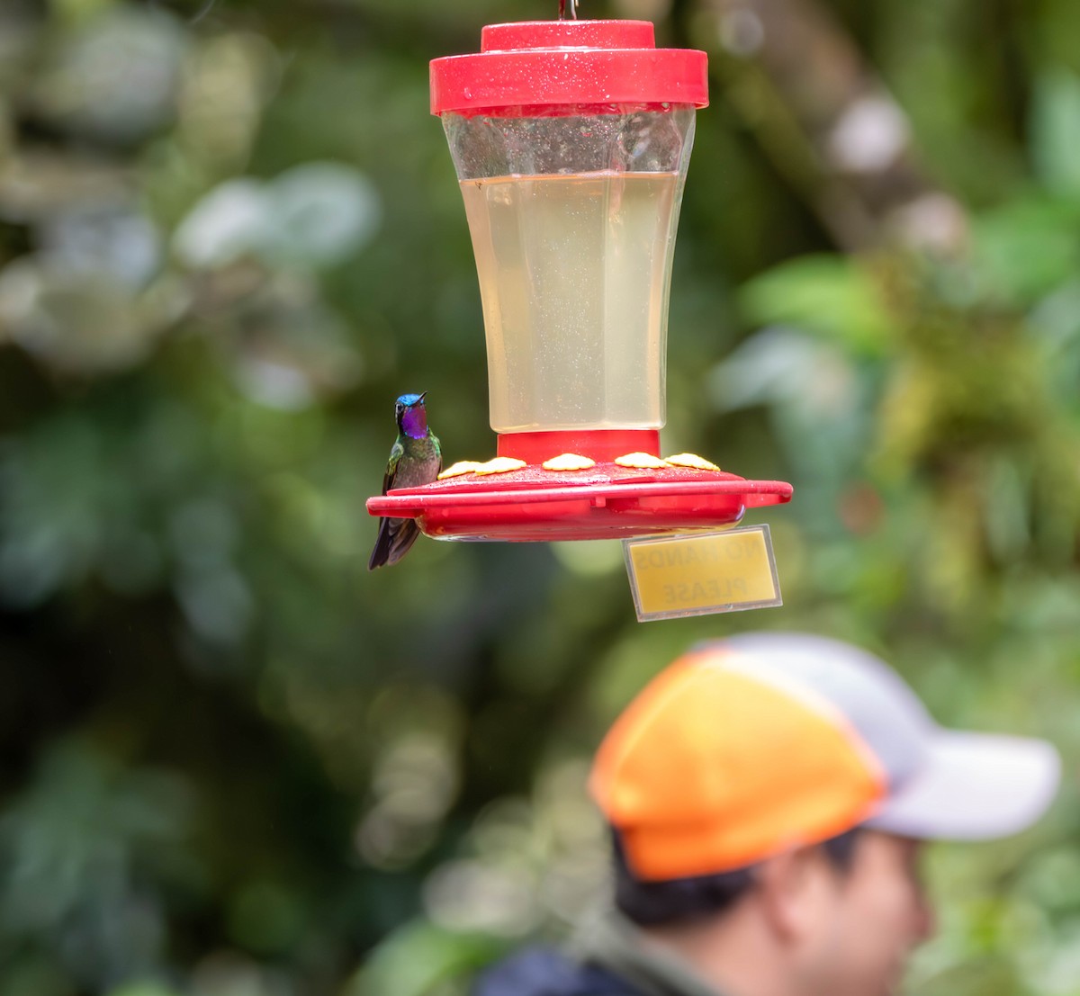 Purple-throated Mountain-gem - ML647451998