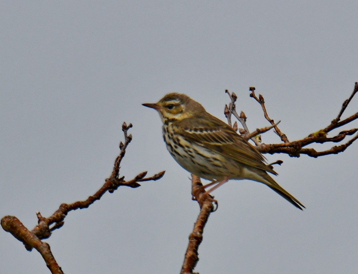 sibirpiplerke - ML647452007