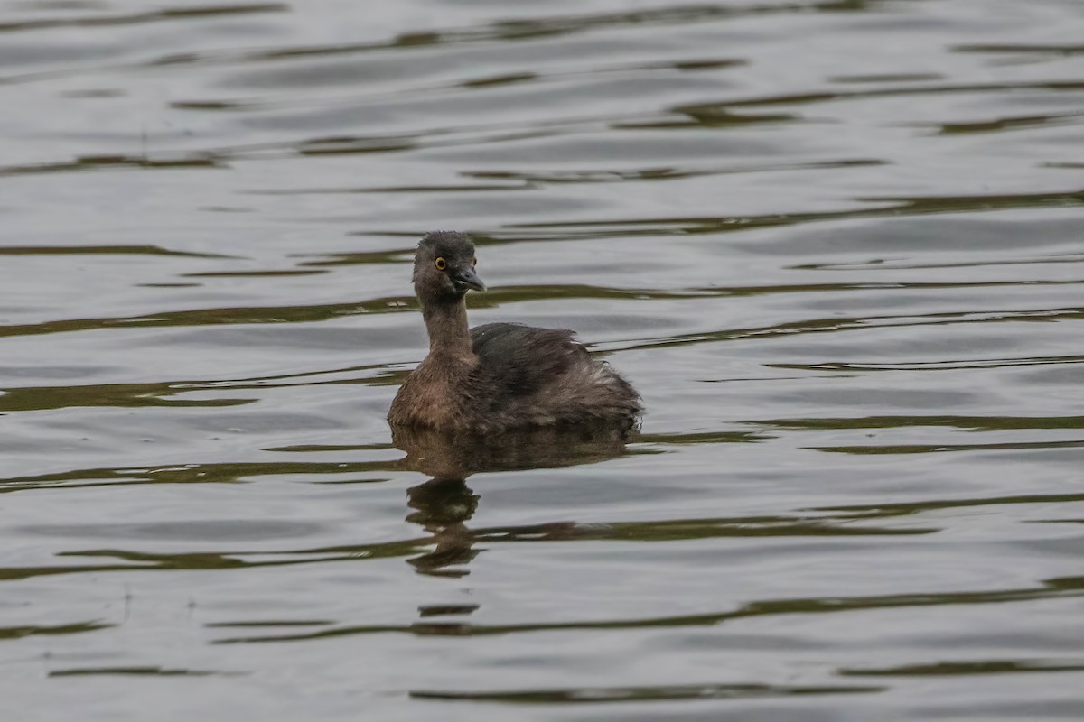 Least Grebe - ML647452009