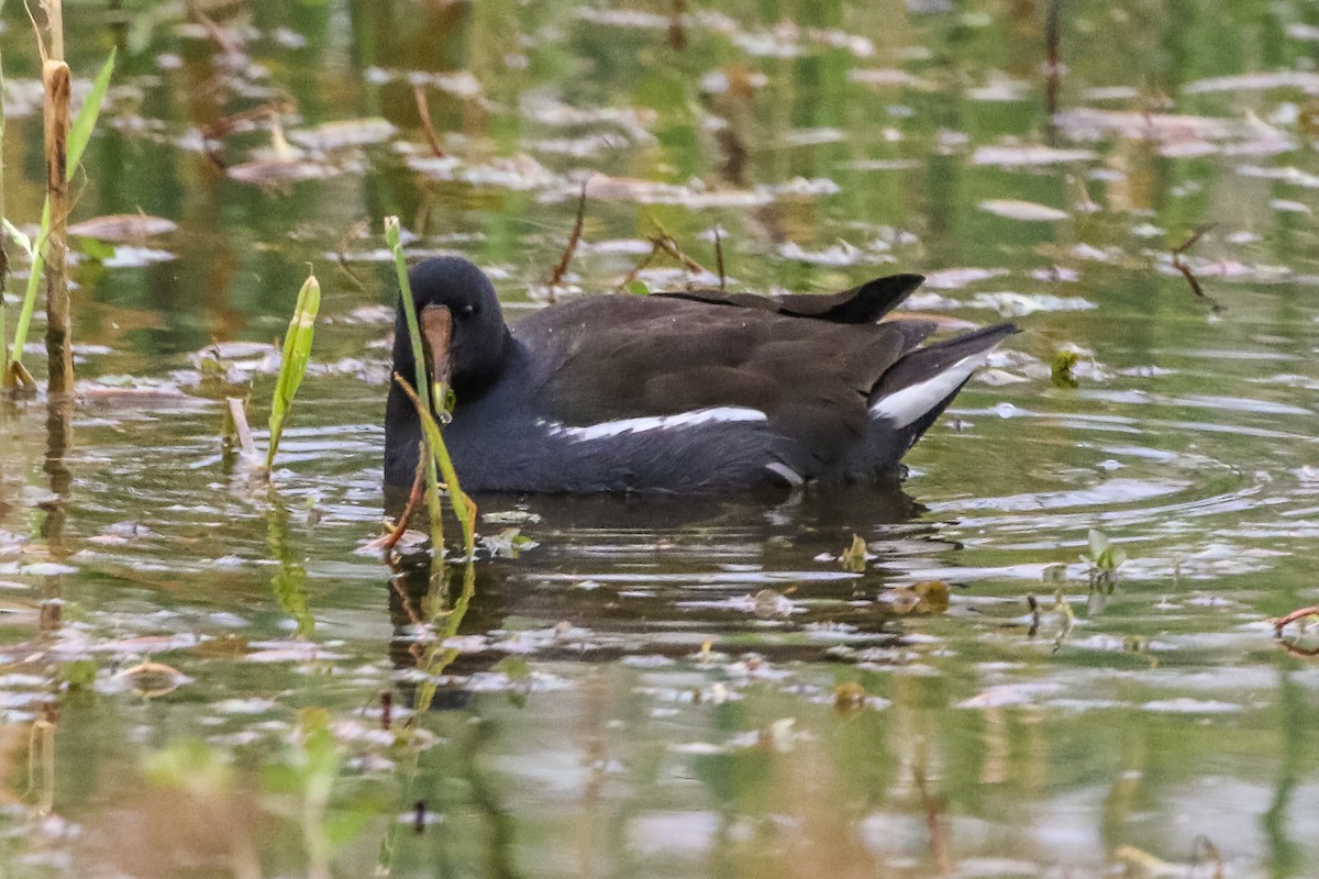 Курочка латиноамериканська - ML647452029