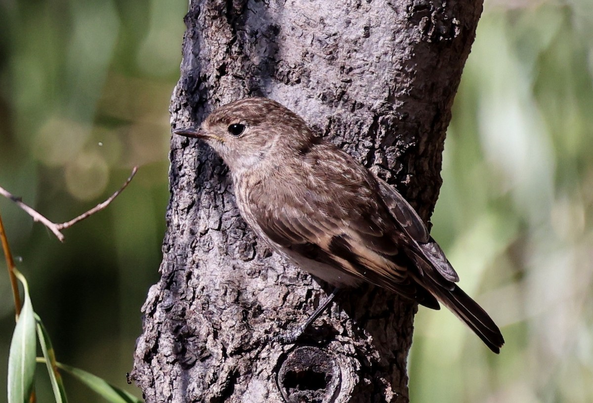 Red-capped Robin - ML647452050