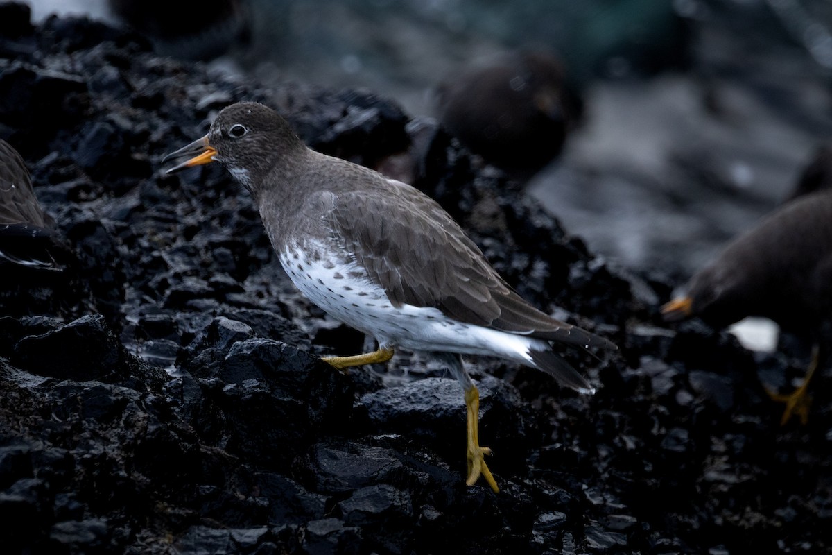 jespák příbojový - ML647452051